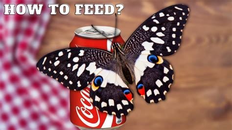 how to feed a butterfly sugar water How to ensure the butterflies are not only fed but also inspired